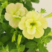 ペチュニア マテリアルドレス ライムチーク 【花苗 3号】|花苗