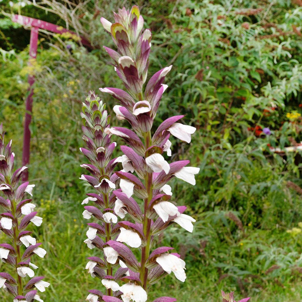 アカンサス モリス 【花苗 5号／1個売り】