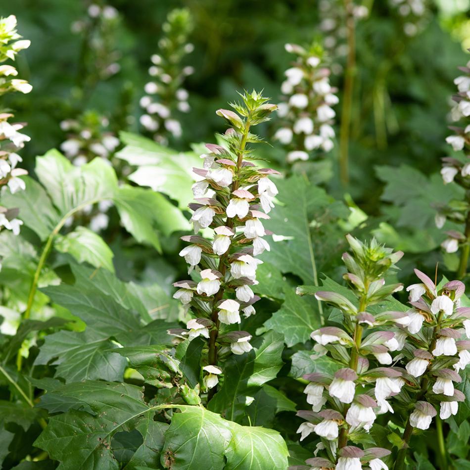 アカンサス ジェフアルバス 【花苗 5号／1個売り】