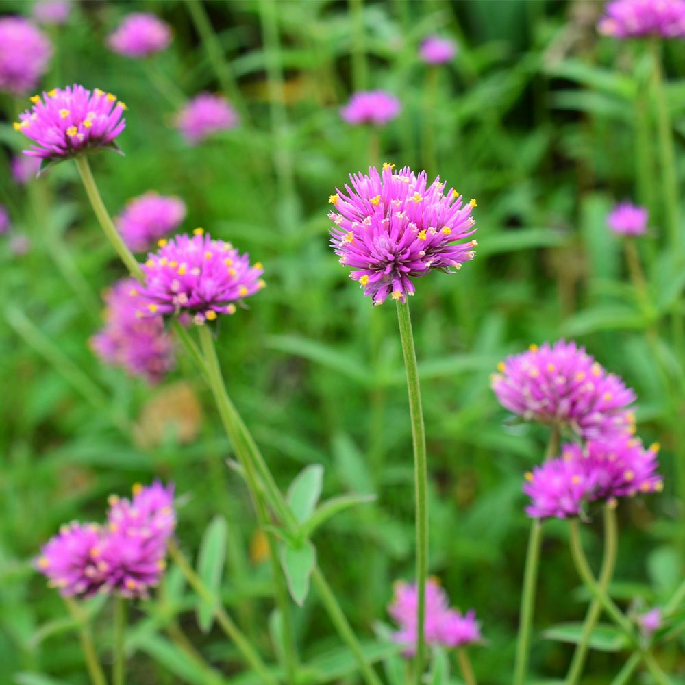 ゴンフレナ ラブラブラブ 【花苗 3.5号】