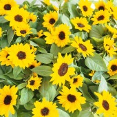 ヒマワリ ミスサンシャイン 【花苗 3.5号】|花苗