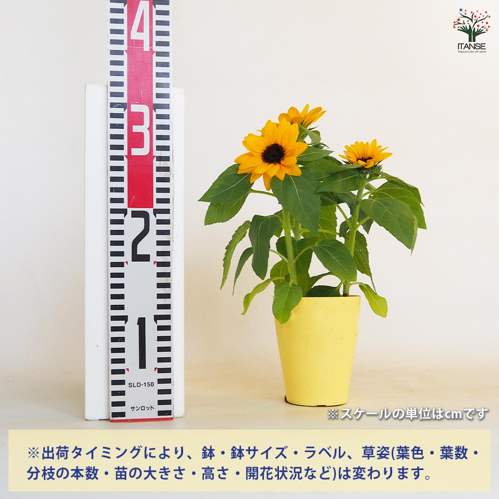 ヒマワリ ミスサンシャイン 【花苗 3.5号】｜ 【植物の