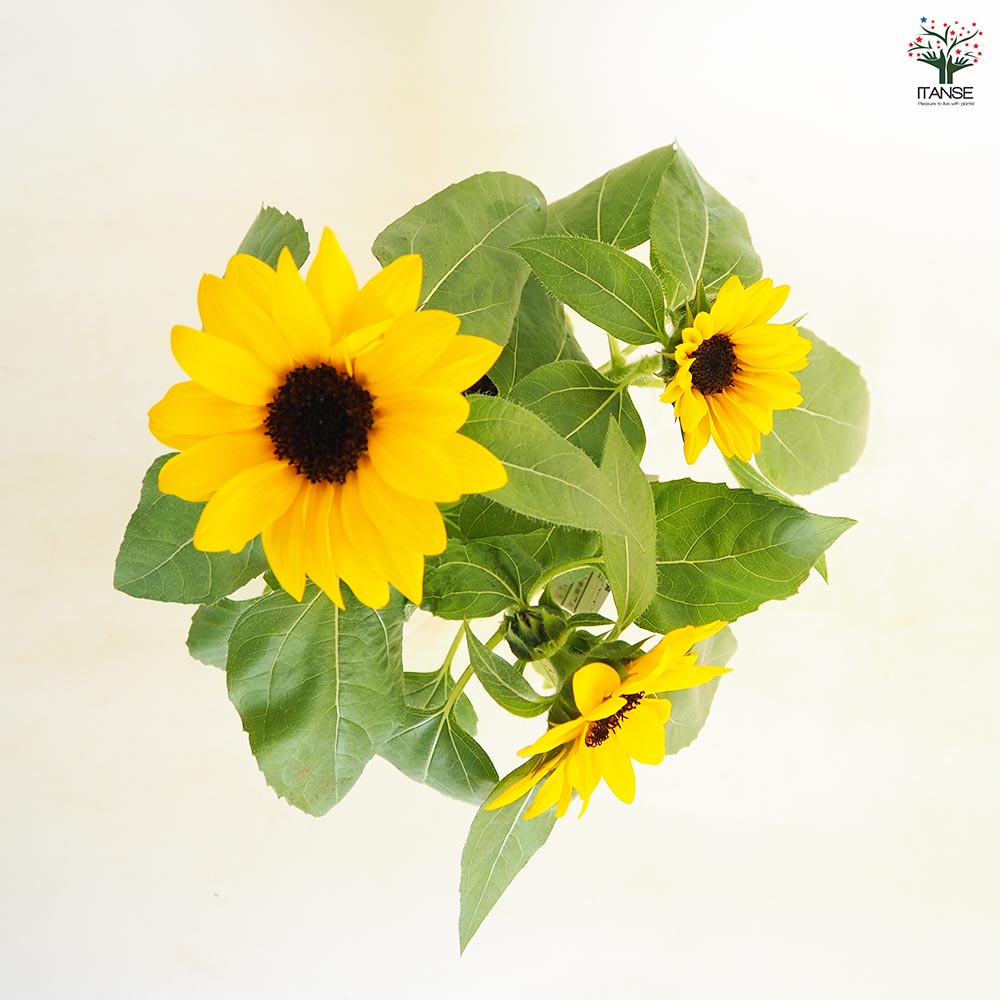 ヒマワリ ミスサンシャイン 【花苗 3.5号】｜ 【植物の