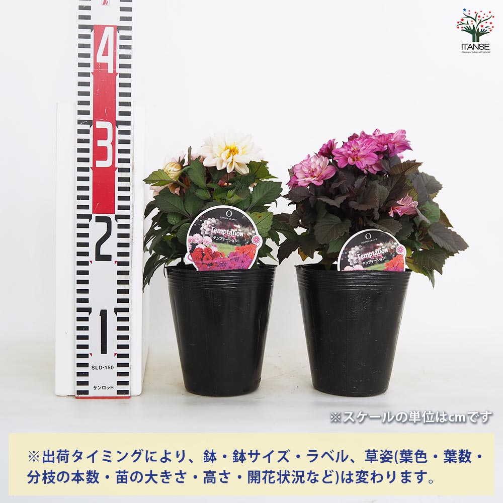 ダリア テンプテーション花色MIX 【花苗 4.5号】｜ 【植物の