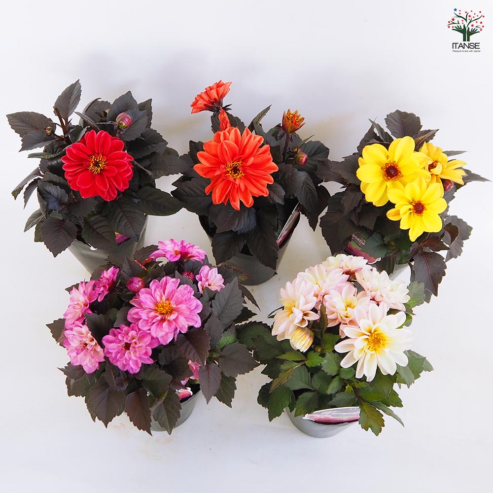 ダリア テンプテーション花色MIX 【花苗 4.5号】｜ 【植物の