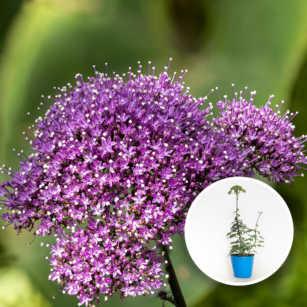 ユウギリソウ(夕霧草) 【花苗 3.5号】