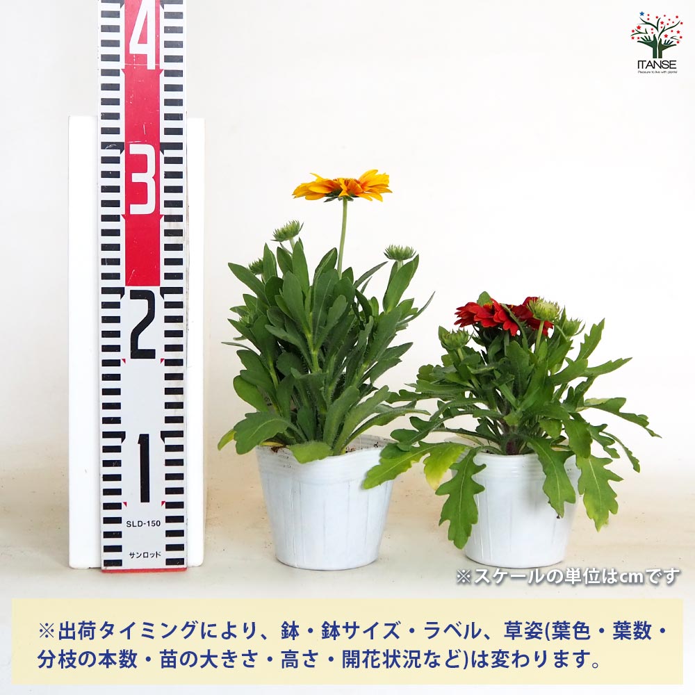 ガイラルディア 花色MIX見計らい2個～ 【花苗 3.5号】｜ 【植物の