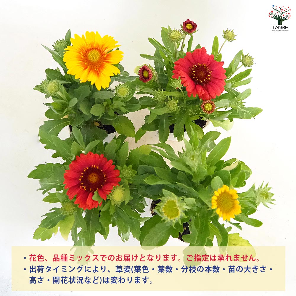 ガイラルディア 花色MIX見計らい2個～ 【花苗 3.5号】｜ 【植物の