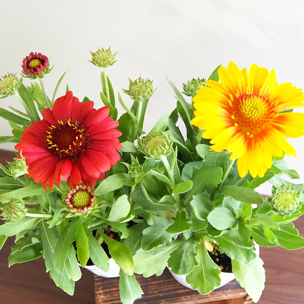 ガイラルディア 花色MIX見計らい2個～ 【花苗 3.5号】