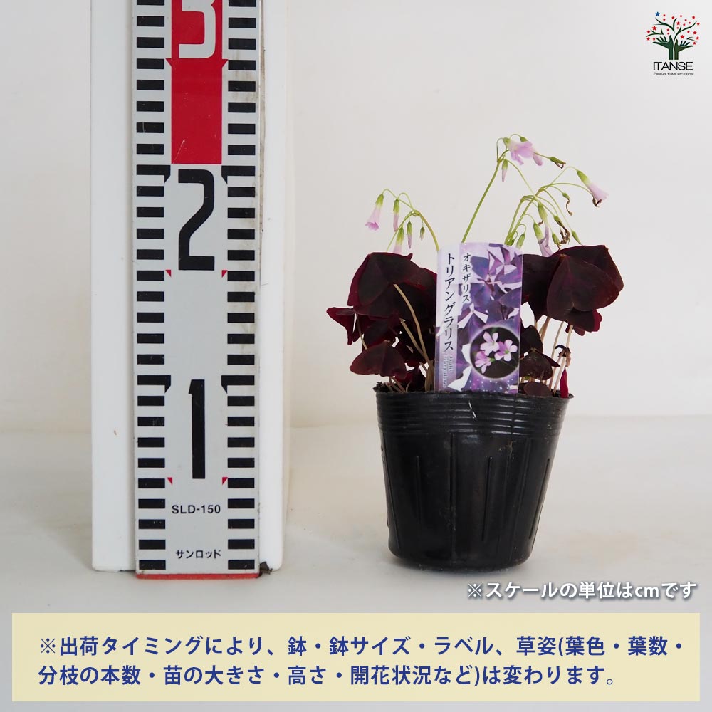 オキザリス トリアングラリス 【花苗 3.5号】｜ 【植物のITANSE