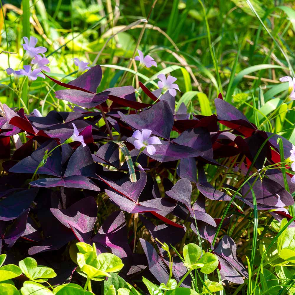 オキザリス トリアングラリス 【花苗 3.5号】｜ 【植物のITANSE