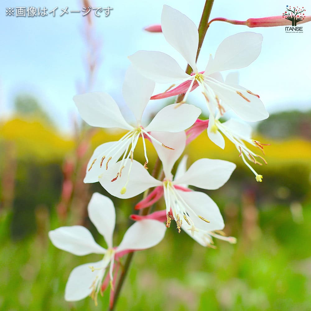 ガウラ　白鳥草　ピンク2白3 3.5寸ポットごと5個　育成苗　植物 ガウラ 白鳥草 ピンク2白3 3.5寸ポットごと5個 育成苗 植物
