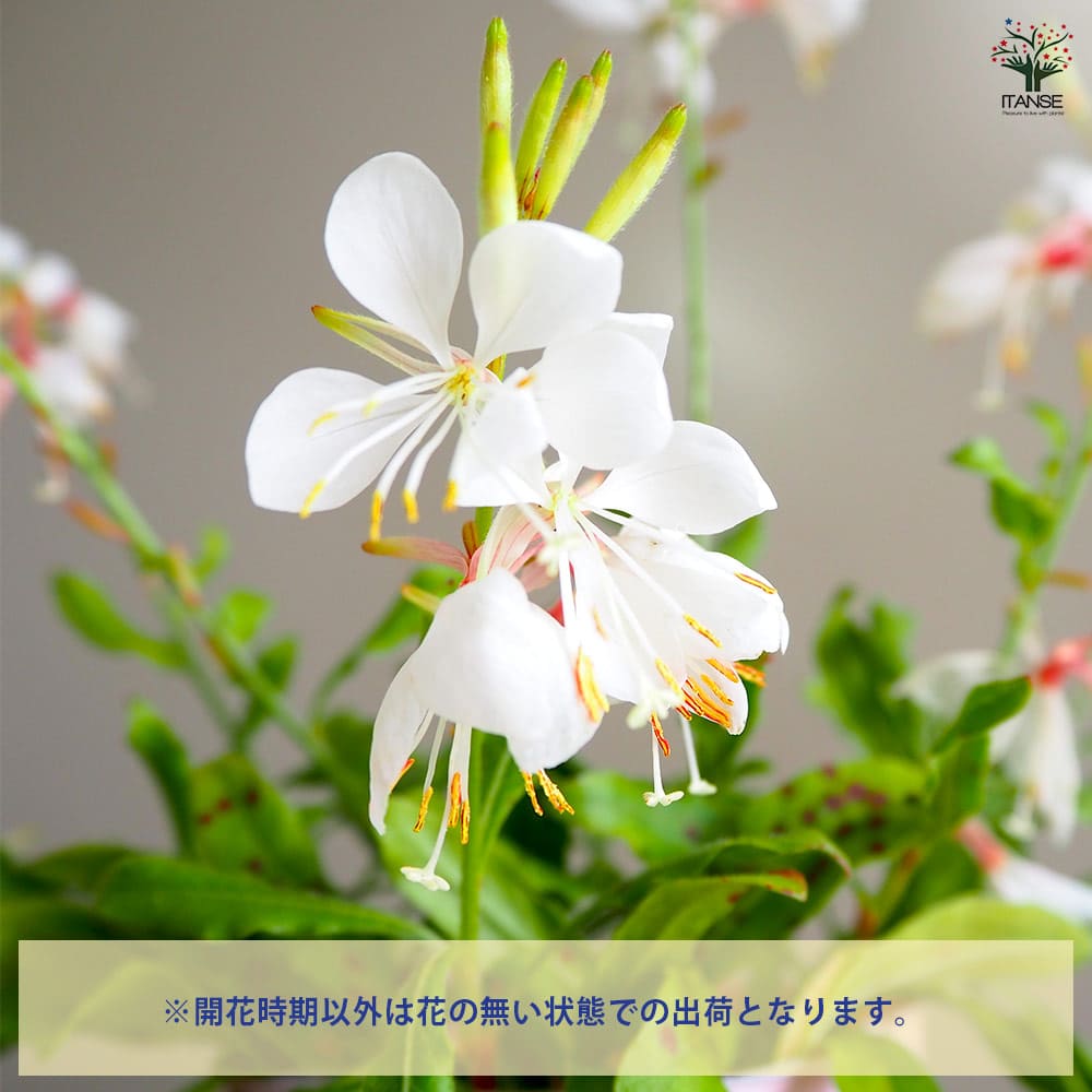 ガウラ ホワイト 【花苗 3～3.5号】｜ 【植物のITANSE】全品送料