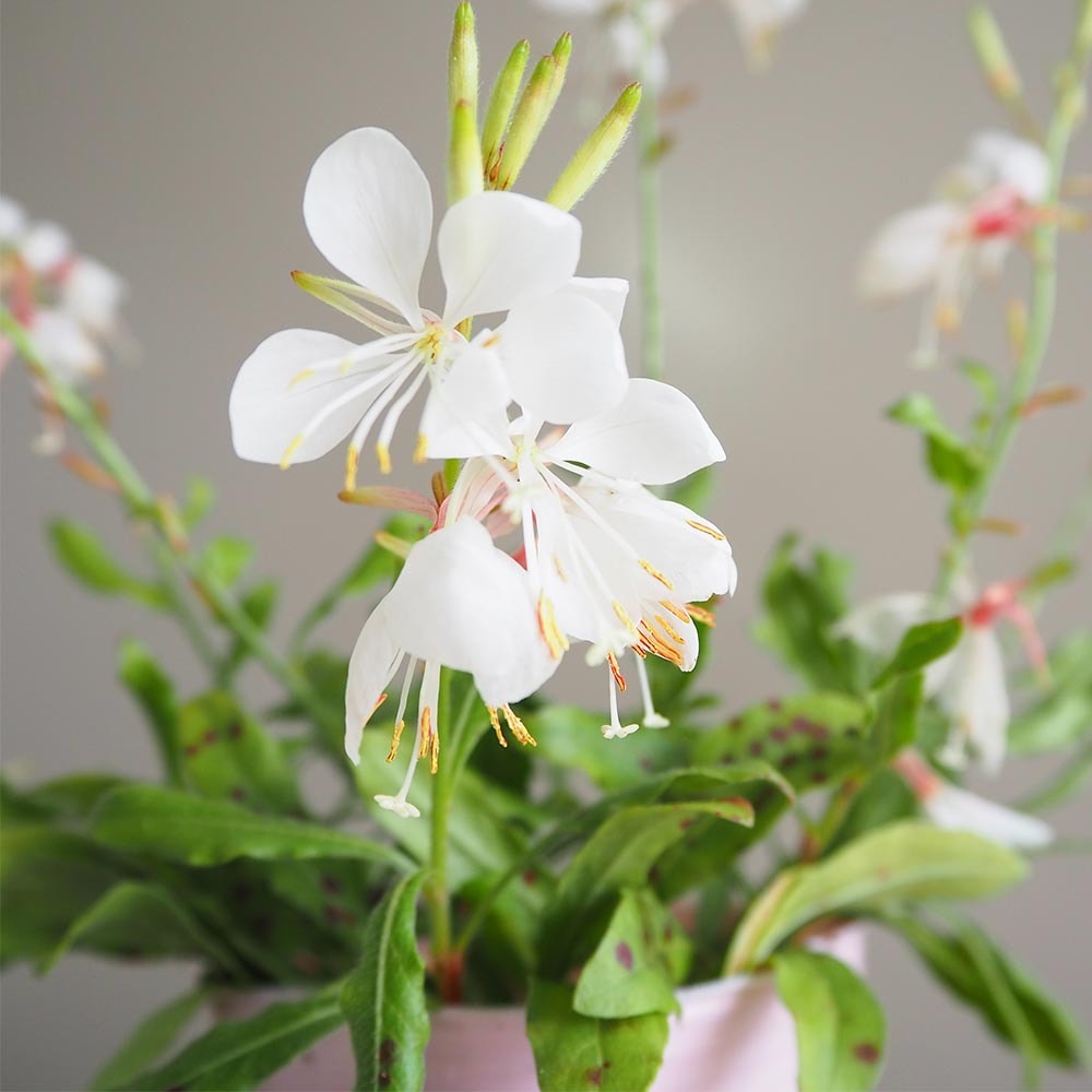 ガウラ ホワイト 【花苗 3～3.5号】｜ 【植物のITANSE】全品送料