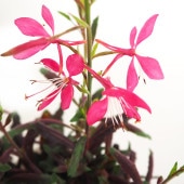 ガウラ ピンク 【花苗 3〜3.5号】|花苗