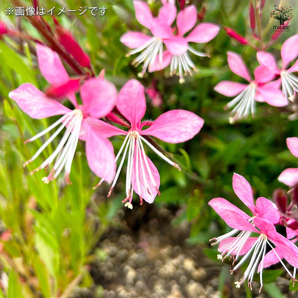 ガウラ ピンク 【花苗 3～3.5号】｜ 【植物のITANSE】全品送料