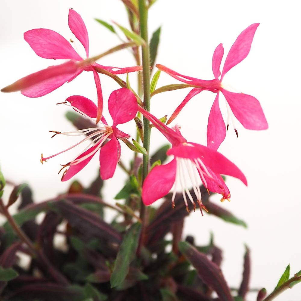 ガウラ ピンク 【花苗 3～3.5号】