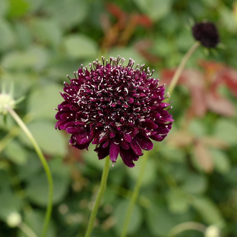 スカビオサ チリブラック 【花苗 3号】
