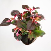 アルテルナンテラ ルビノイデス 【花苗 3号】|花苗
