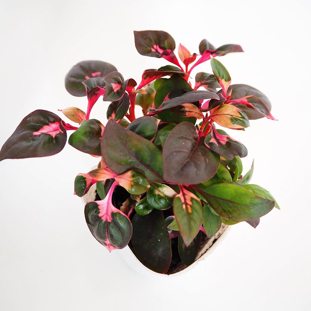 アルテルナンテラ ルビノイデス 【花苗 3号】