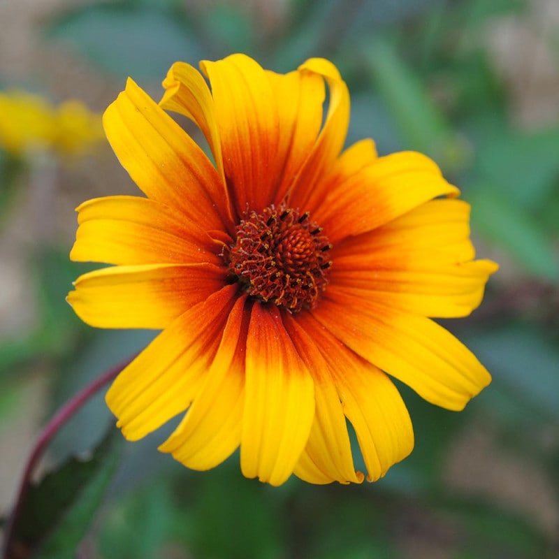 マンゴーの苗木 マハチャノック (鉢植え苗なので年中植付け可能)【果樹