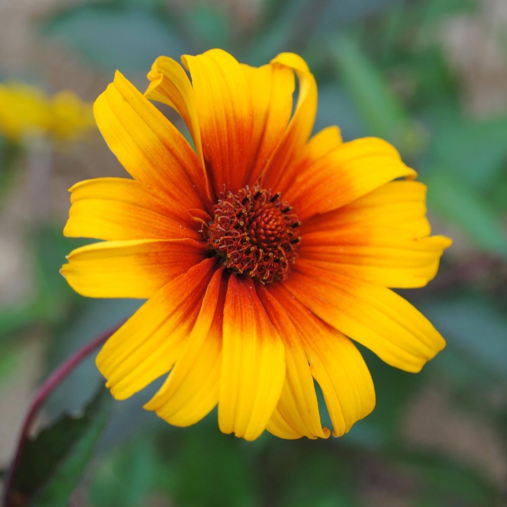 ヘリオプシス バーニングハーツ 【花苗 3号】