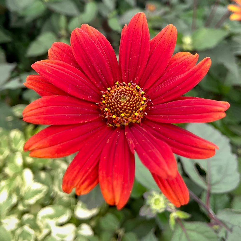 ヘリオプシス ブリーティングハーツ 【花苗 3号】