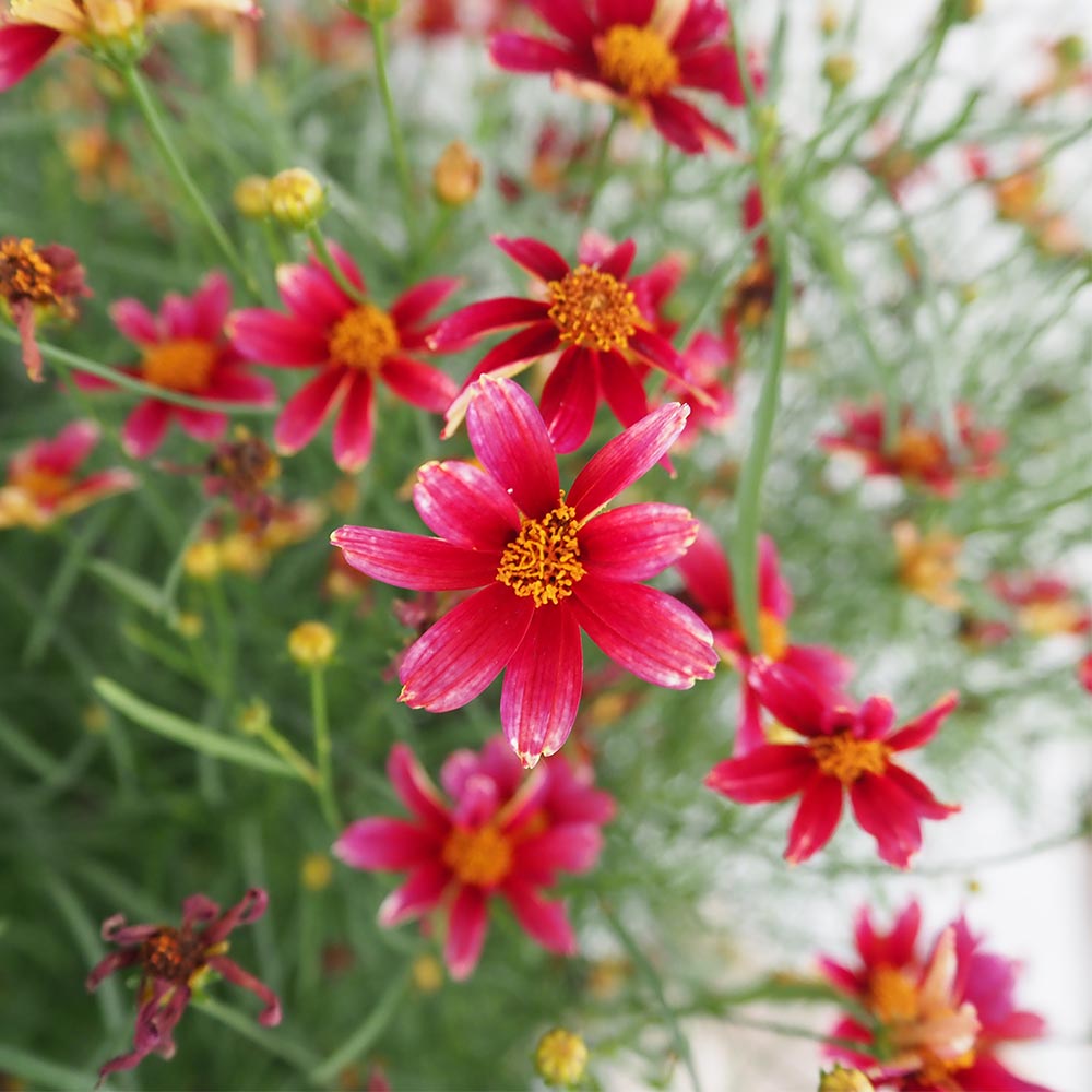 コレオプシス クリムゾンフレア 【花苗 3.5号】