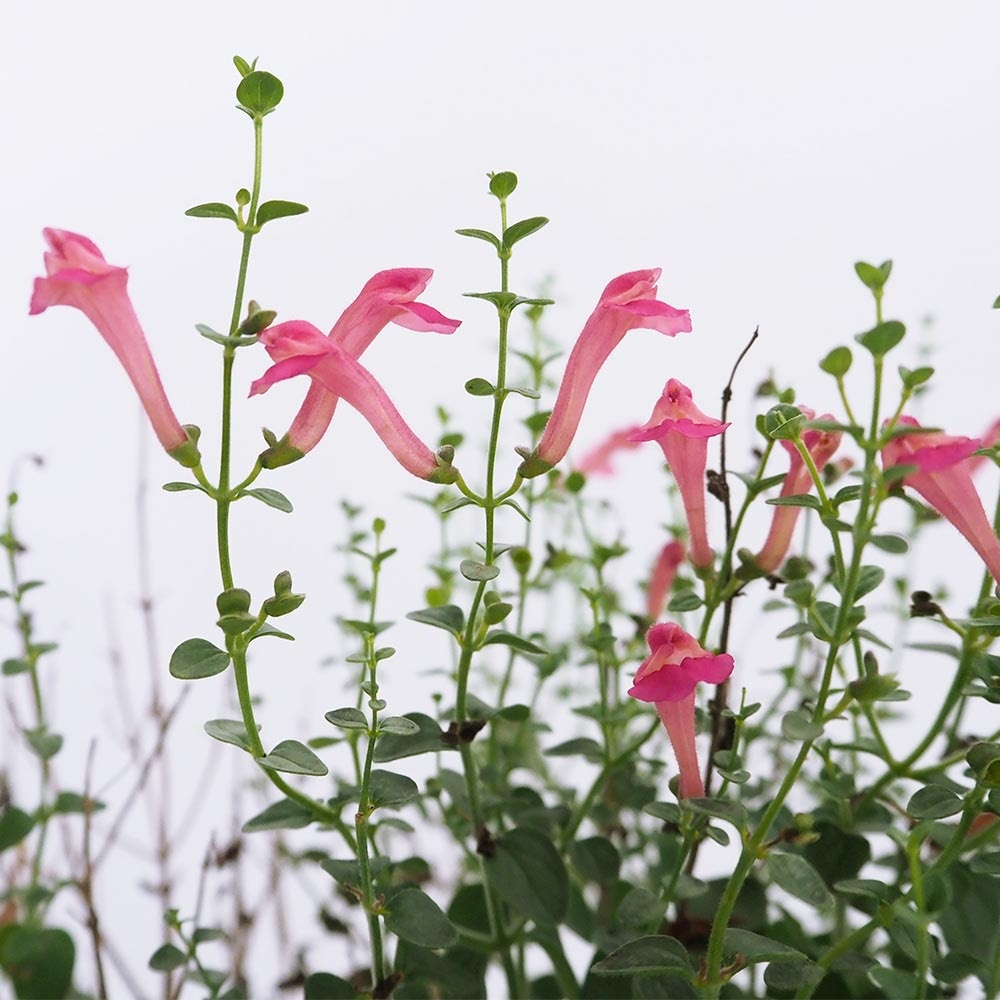 スクテラリア チェリースカルキャップ 【花苗 3.5号】