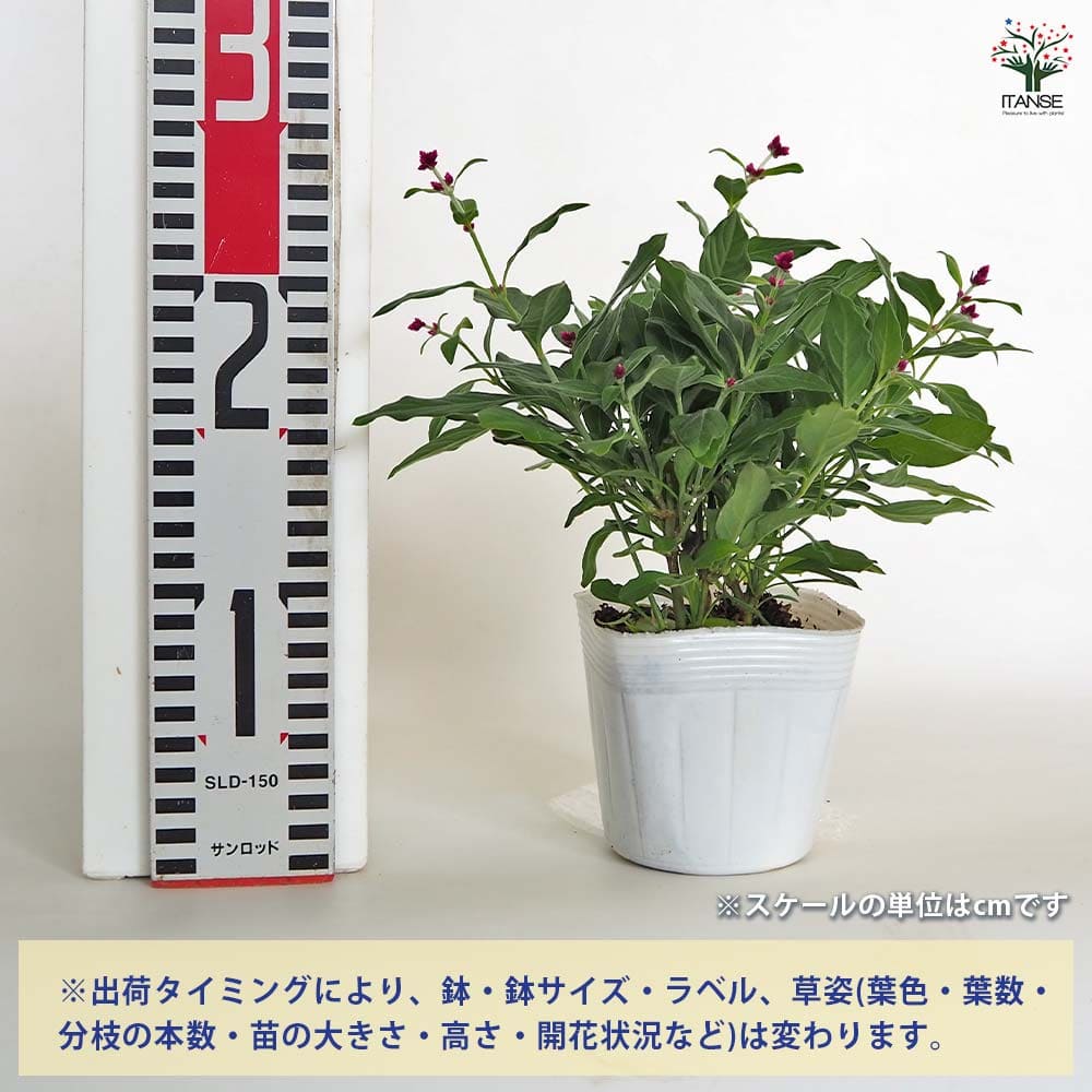 アルテルナンテラ ポリゲンス 【花苗 3号】