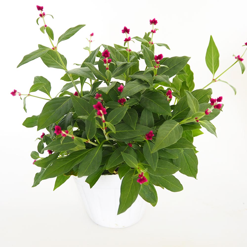 アルテルナンテラ ポリゲンス 【花苗 3号】