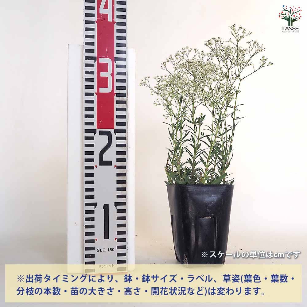 宿根かすみ草 サマースパークレス 【花苗 3.5号】｜ 【植物の