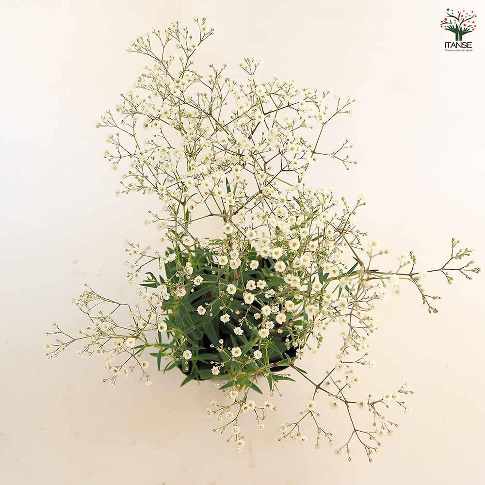 宿根かすみ草 サマースパークレス 【花苗 3.5号】｜ 【植物の