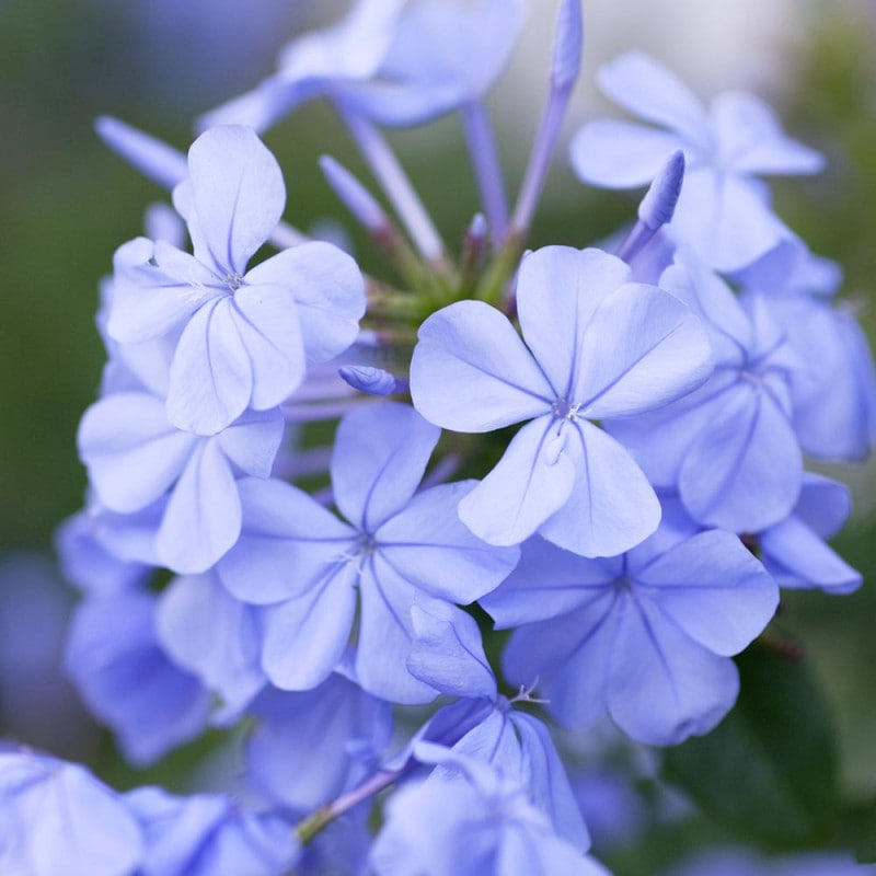 【土日お値下げ】月下美人、観葉植物 開花寸前の花芽付き 黒鉢、6株(60cmほど Amazon｜ITANSE 月下美人 6号 1個売り 品種で選べる多肉
