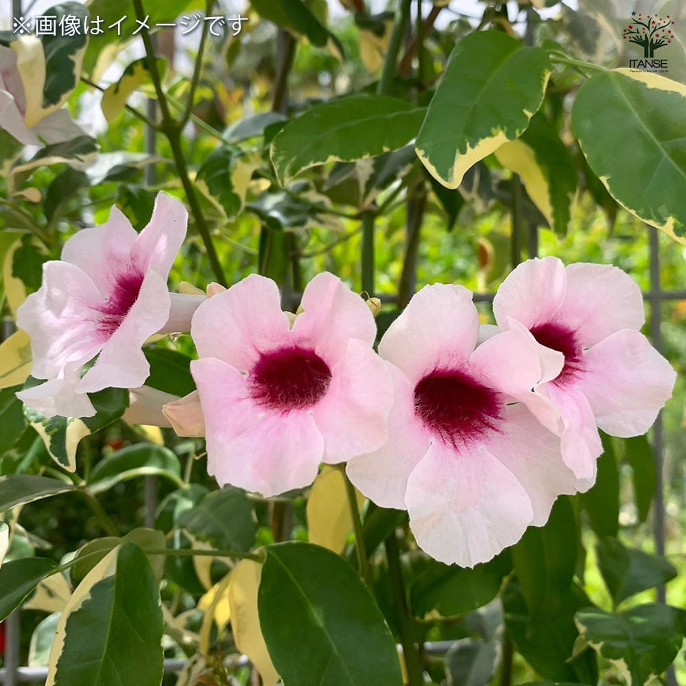 パンドレア バリエガータ(斑入り) 【花苗 3号】｜ 【植物の