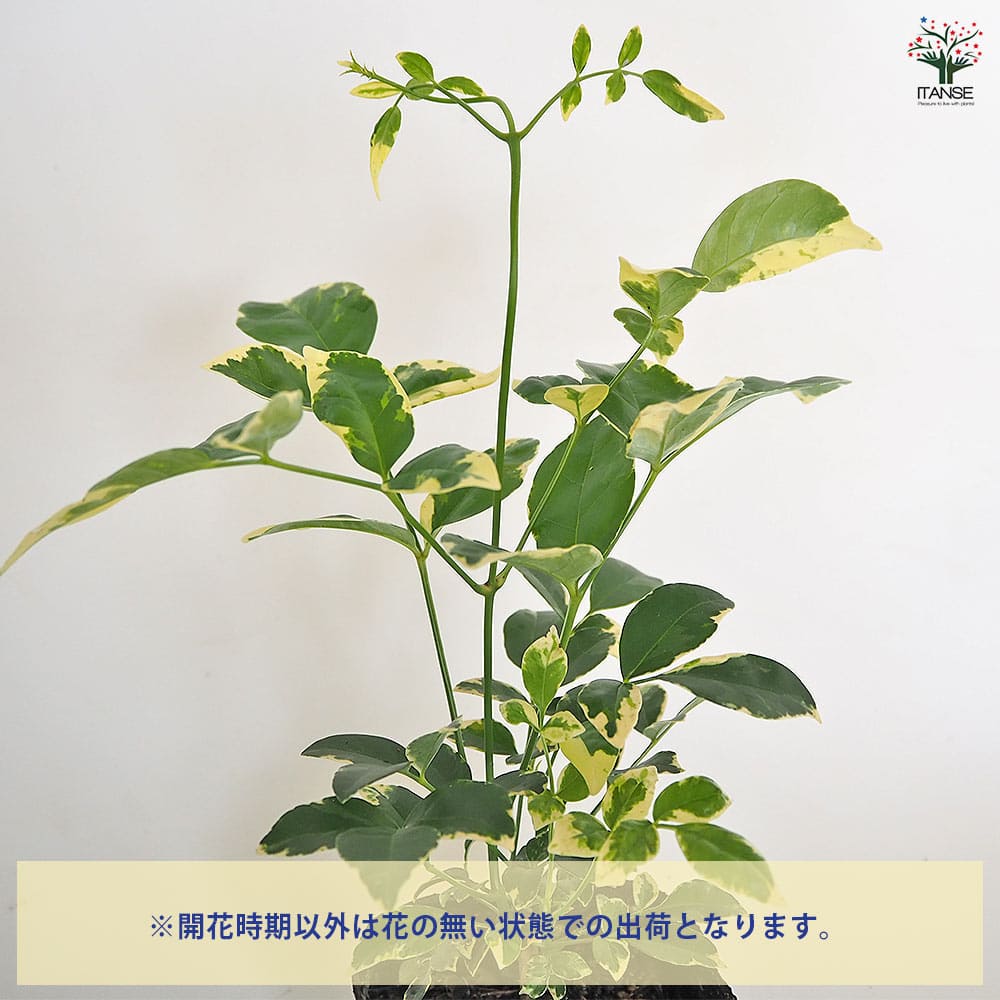 パンドレア バリエガータ(斑入り) 【花苗 3号】｜ 【植物の