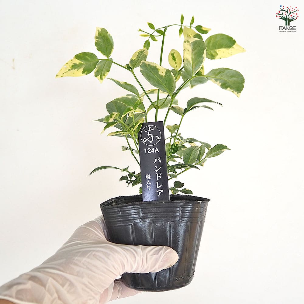 パンドレア バリエガータ(斑入り) 【花苗 3号】｜ 【植物の