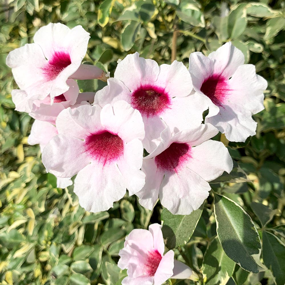 パンドレア バリエガータ(斑入り) 【花苗 3号】