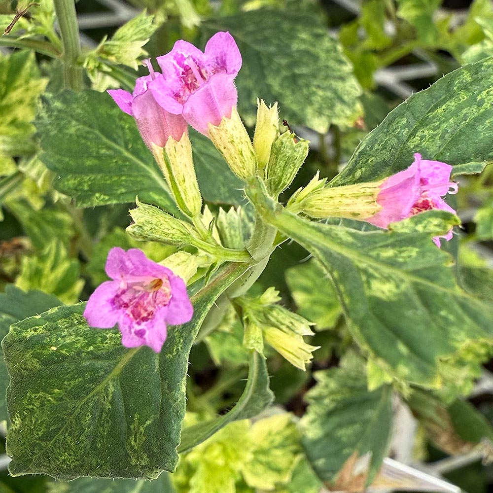 カラミンサ グランディフローラ 【花苗 3号】｜ 【植物のITANSE