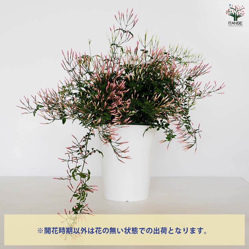 ジャスミン 国華園オンラインショップ / 花木苗 ジャスミン ホワイト