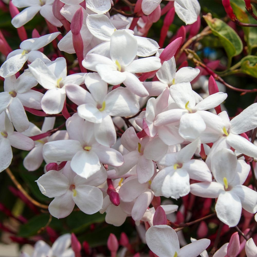 羽衣ジャスミン 【花木苗 7号／1個売り】