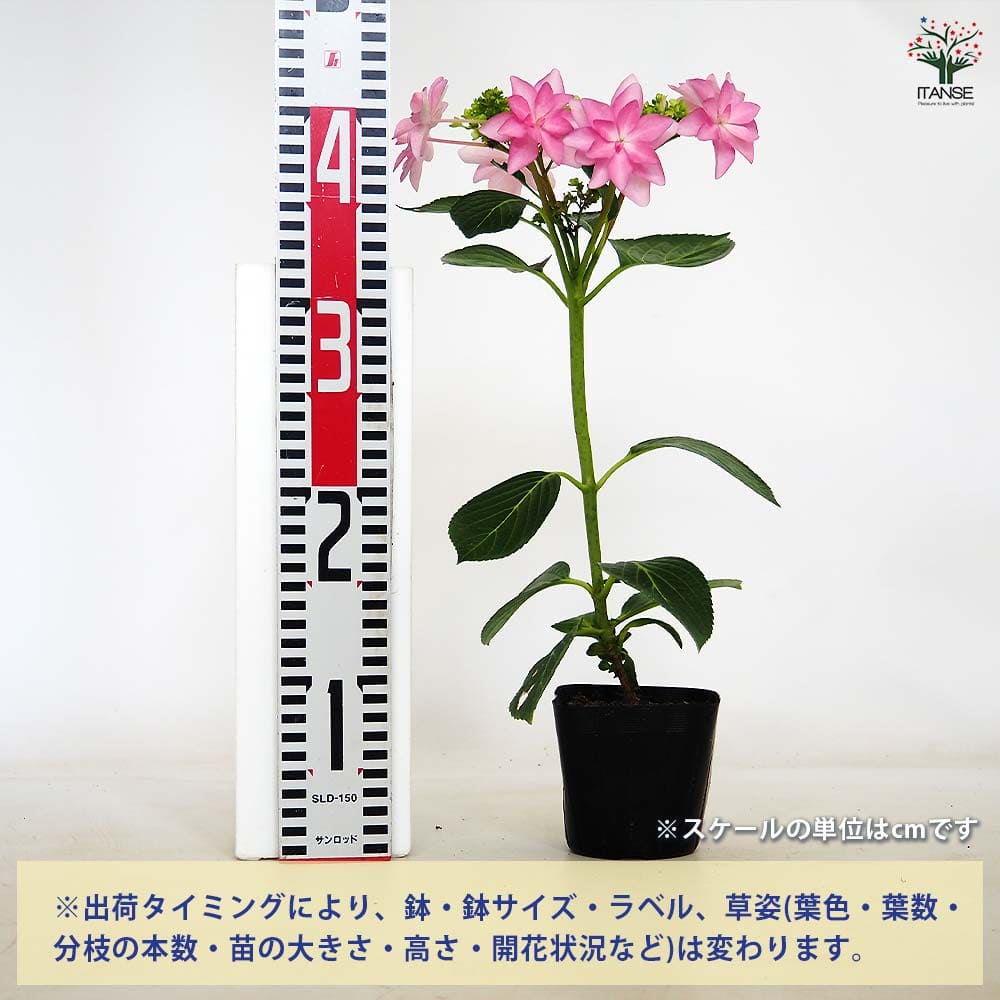 アジサイ ダンスパーティー 【花木苗 3.5号】｜ 【植物の
