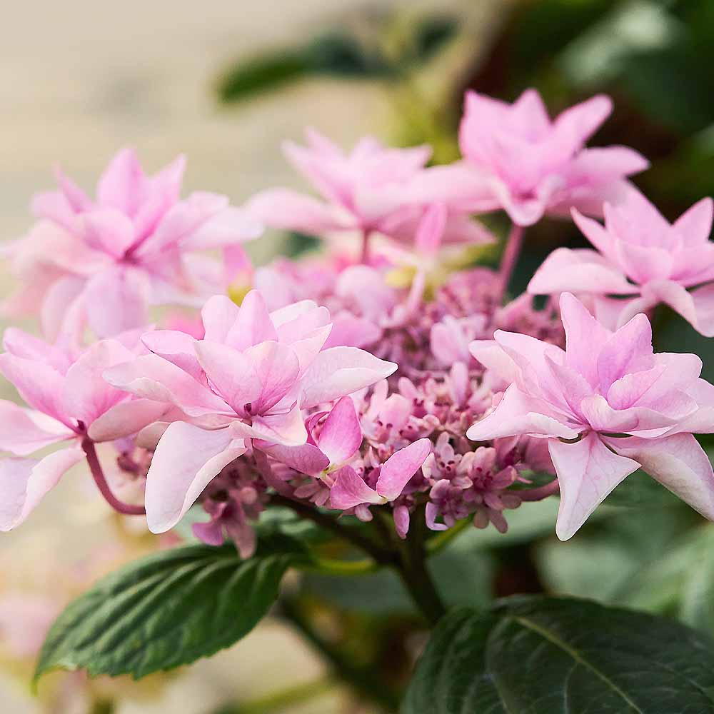 植栽用アジサイ6種類セット　来年用　ハイドランジア 植栽用アジサイ6種類セット ハイドランジア 来年用