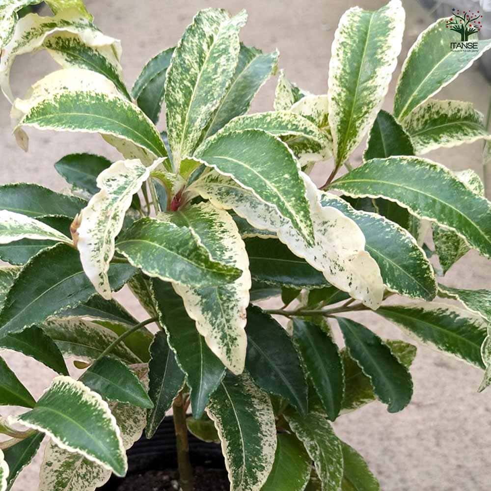 万両 福包 斑入り 2株植え?変わり葉? 万両（マンリョウ）：斑入り赤実