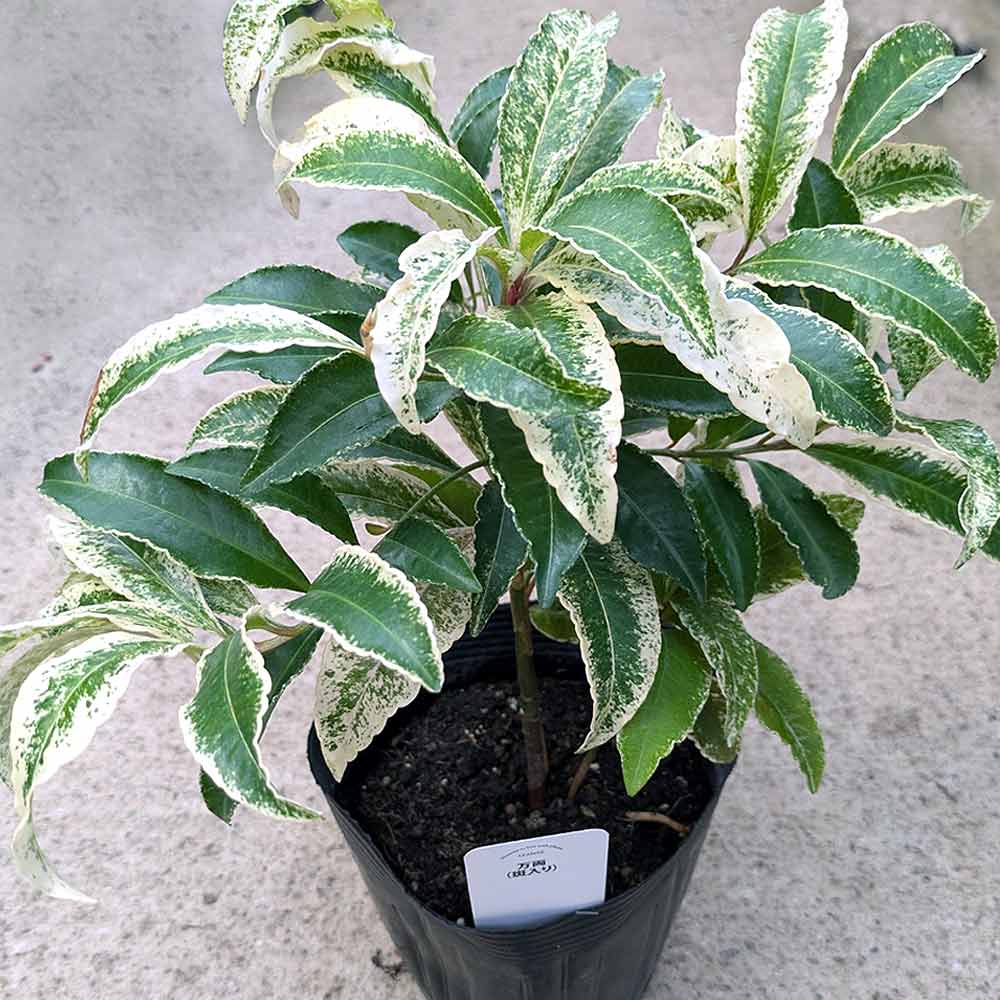 万両　福包　斑入り　9点セット❗2株植え❗変わり葉❗　① 万両 福包 斑入り 2株植え?変わり葉? 楽天市場】斑入り葉万両（