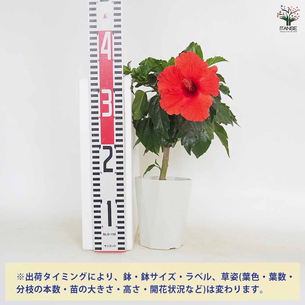 ハイビスカス レッド 【花木苗 4号／1個売り】｜ 【植物のITANSE