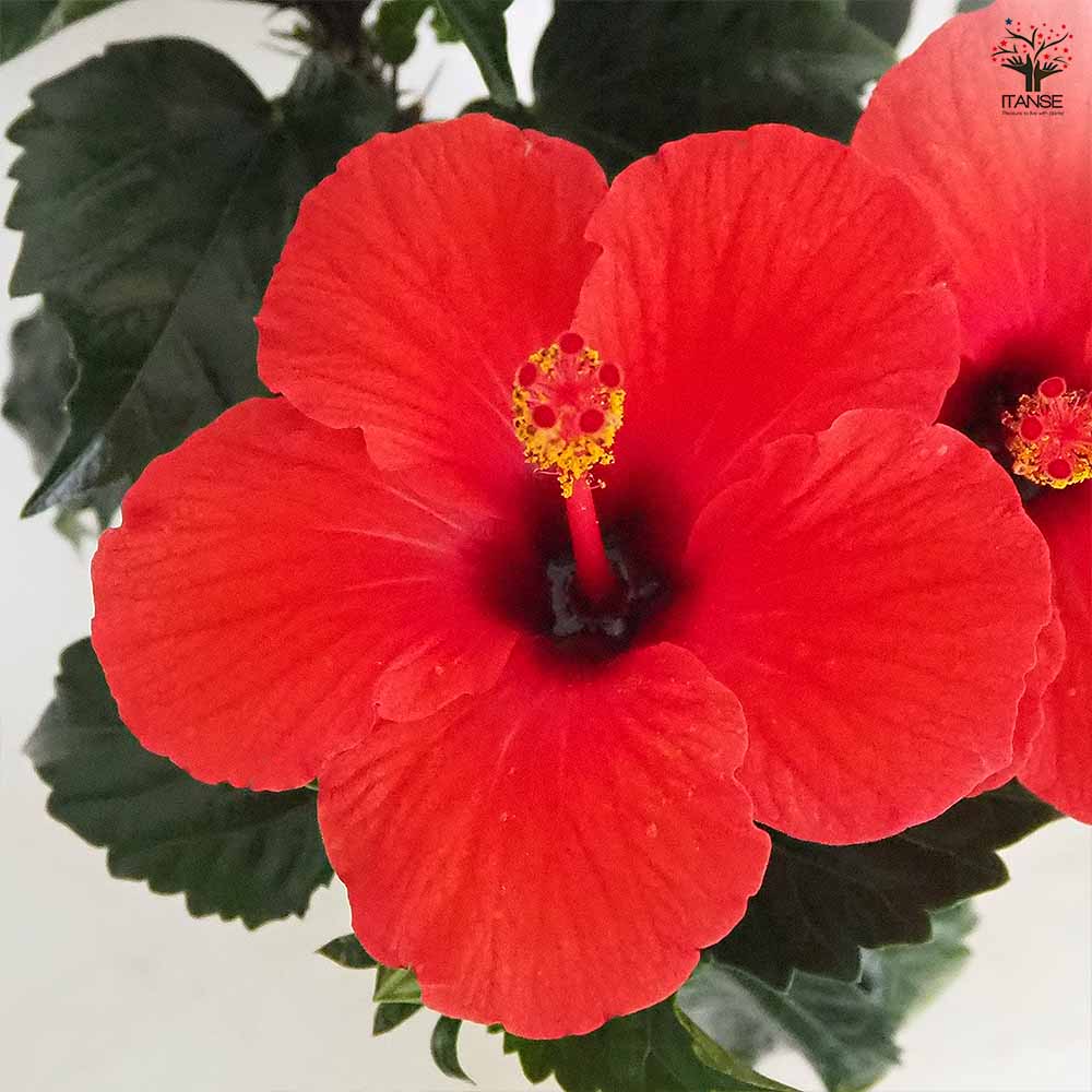 ハイビスカス レッド 【花木苗 4号／1個売り】｜ 【植物のITANSE