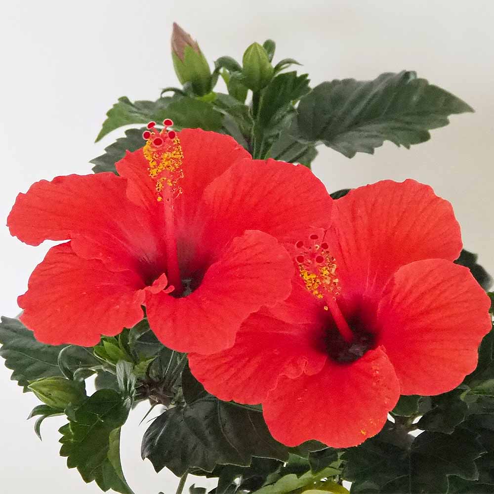 ぽんぽこ　ハイビスカス 苗木 ペインテッドレディー Z 太苗 複数蕾み付き ぽんぽこ ハイビスカス 苗木 ペインテッドレディー Z 太苗 複数蕾み