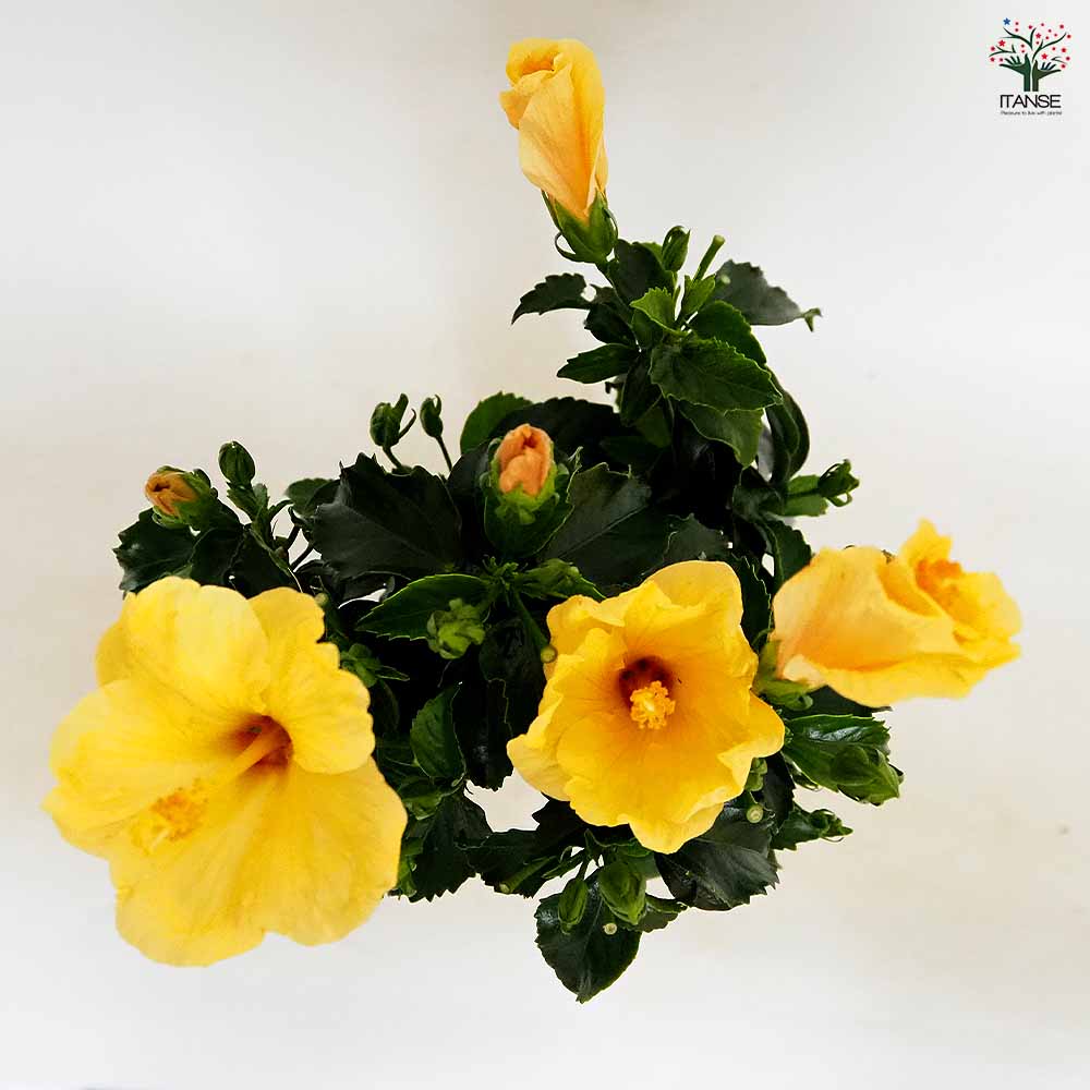 ハイビスカス大苗　希少　レッド　イエロー ハイビスカス イエロー 【花木苗 4号／1個売り】｜ 【植物の