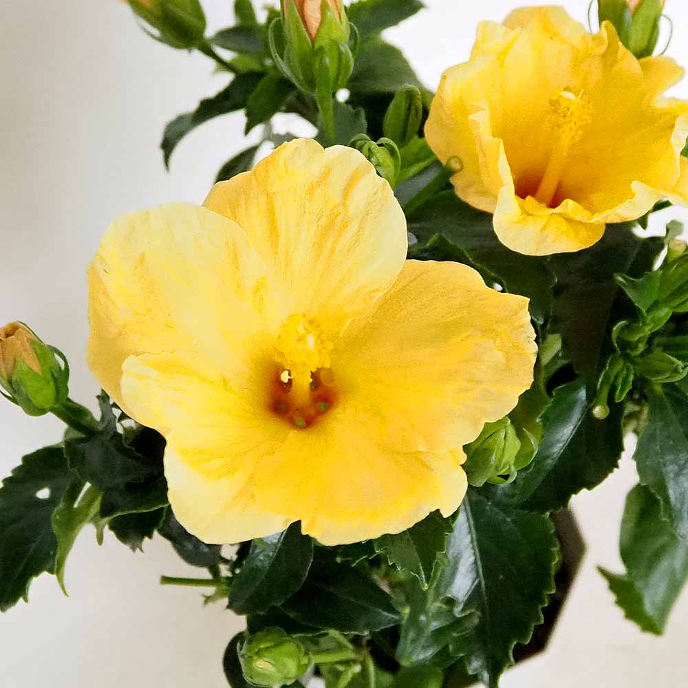 ハイビスカス　苗　大輪　黄色　イエロー　花木　1苗　限定品　観葉植物 ハイビスカス 苗 大輪 黄色 イエロー 花木 1苗 限定品 観葉植物
